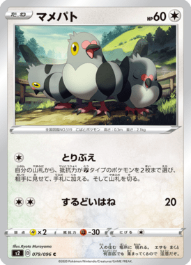 マメパト（C）
